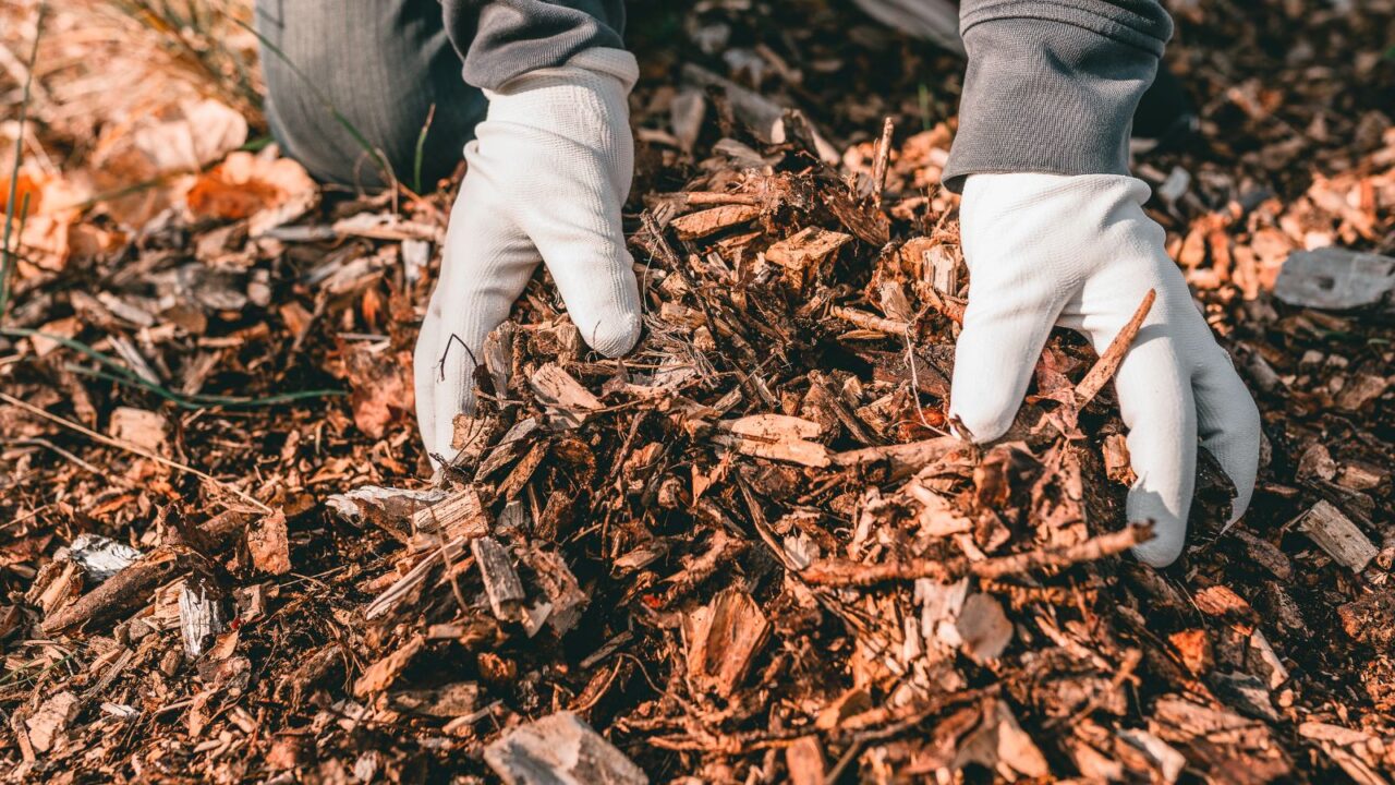 A person wearing gardening gloves and holding ground wood chips for mulching.