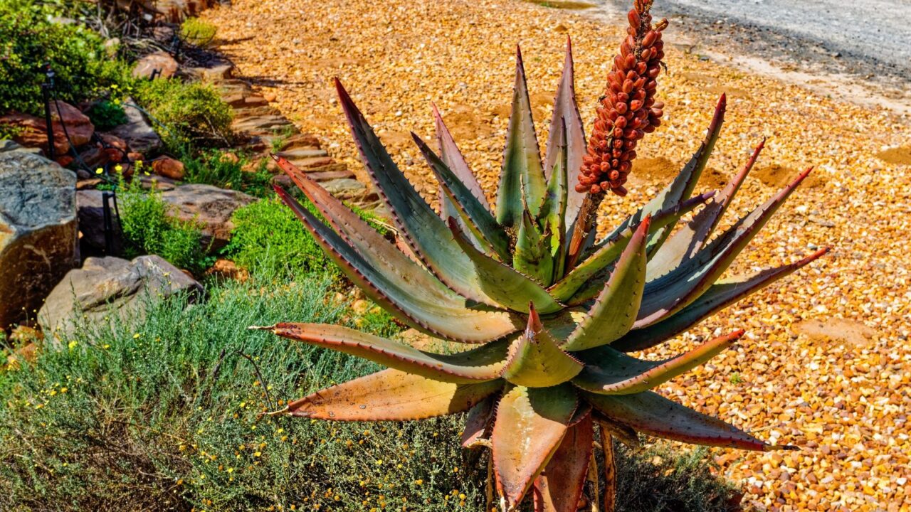 A cape aloe plant growing with vibrant red flowers.