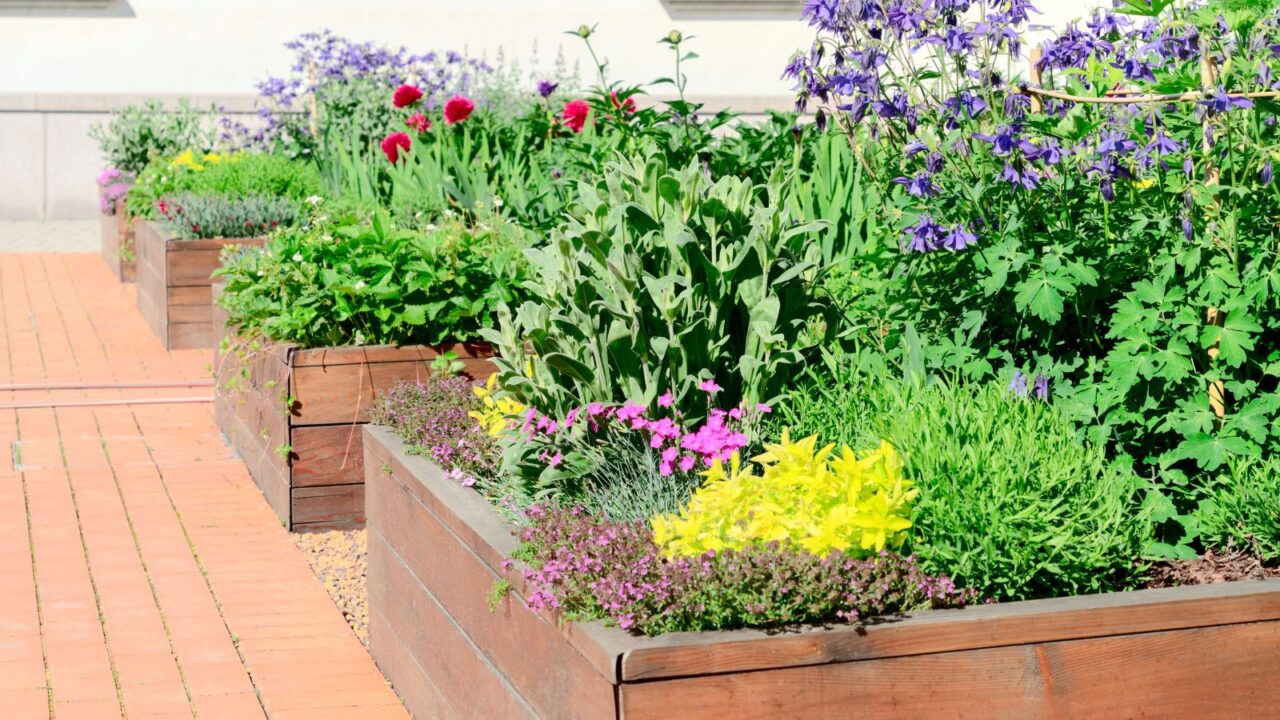 Raised garden beds with colorful plants in a sunny yard.