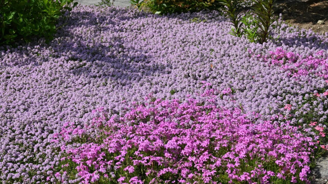 Beautiful purple thyme flowers covering the garden.