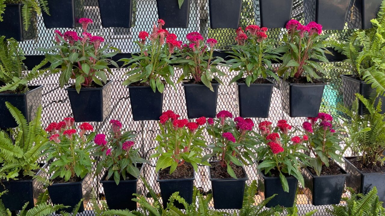 A vertical garden with flowers in pots attached to a mesh grid.