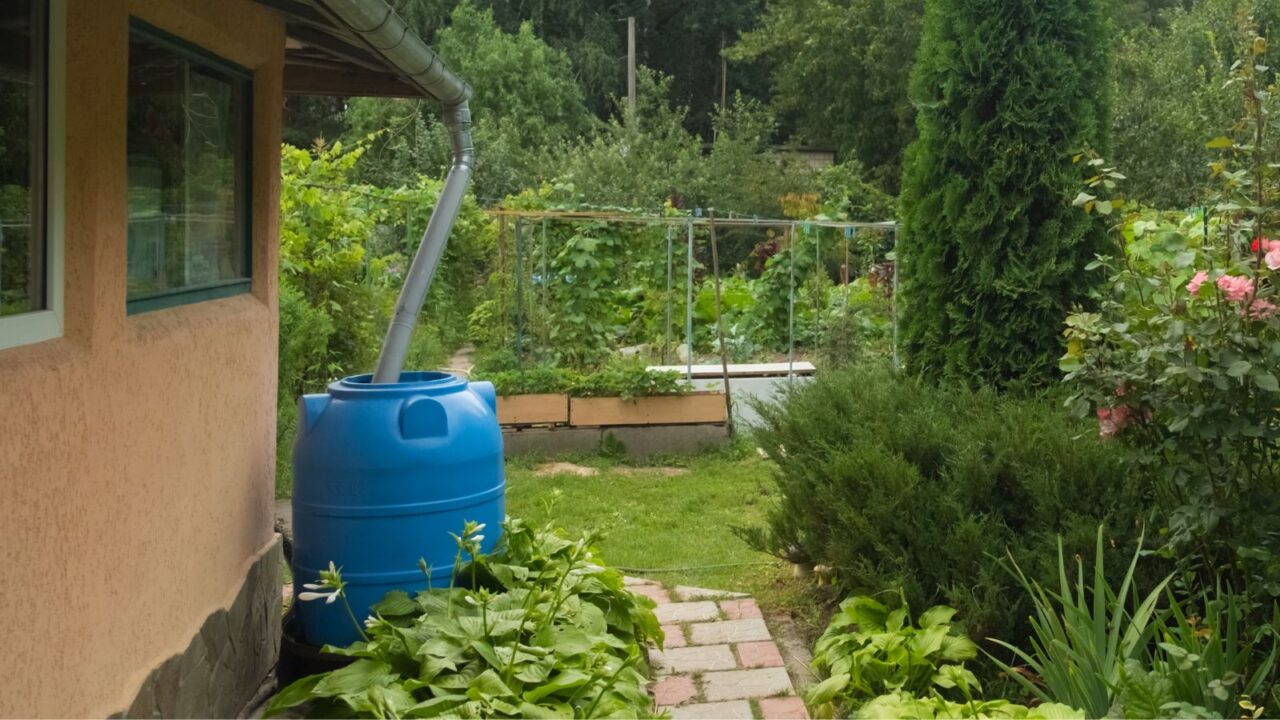 A blue rain barrel connected with a pipe for harvesting rain water.