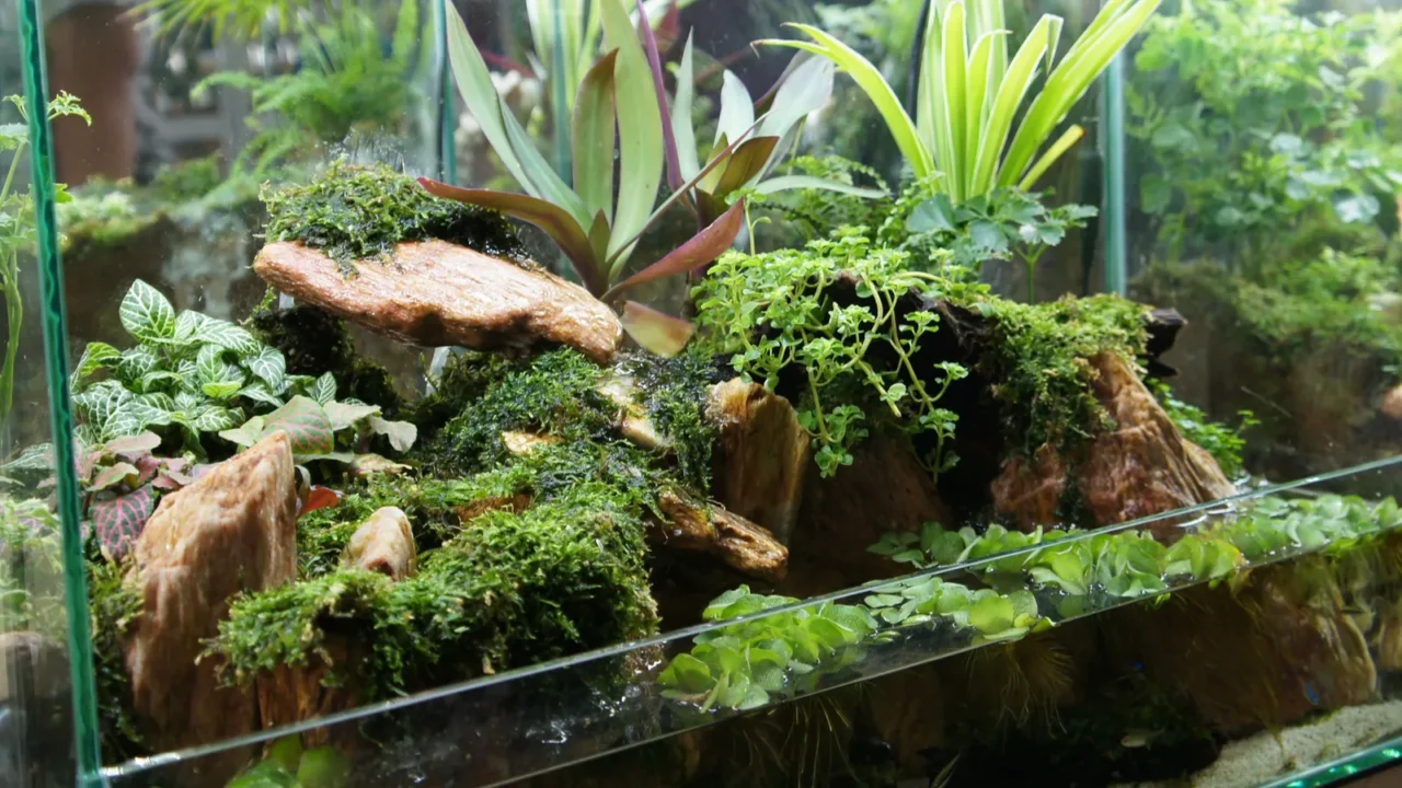 aquascape and terrarium design in small glass aquarium displayed for