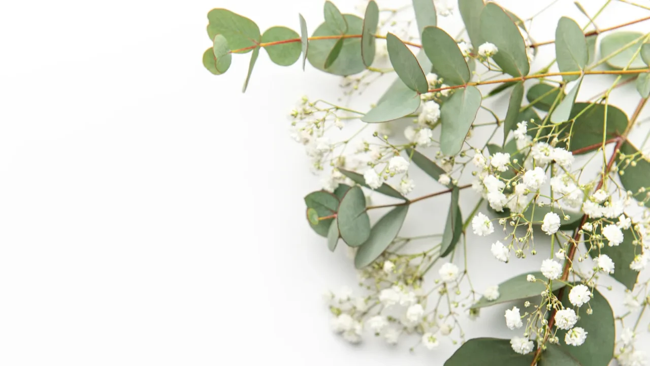 Baby's breath and eucalyptus leaves on a white background. Fresh flowers.