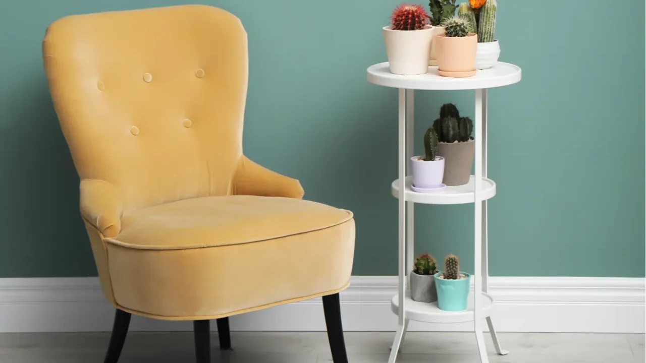 beautiful interior with different cacti in flowerpots