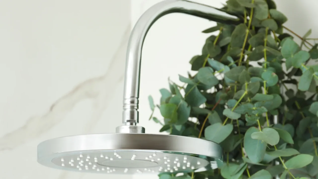 branches with green eucalyptus leaves in shower space for text