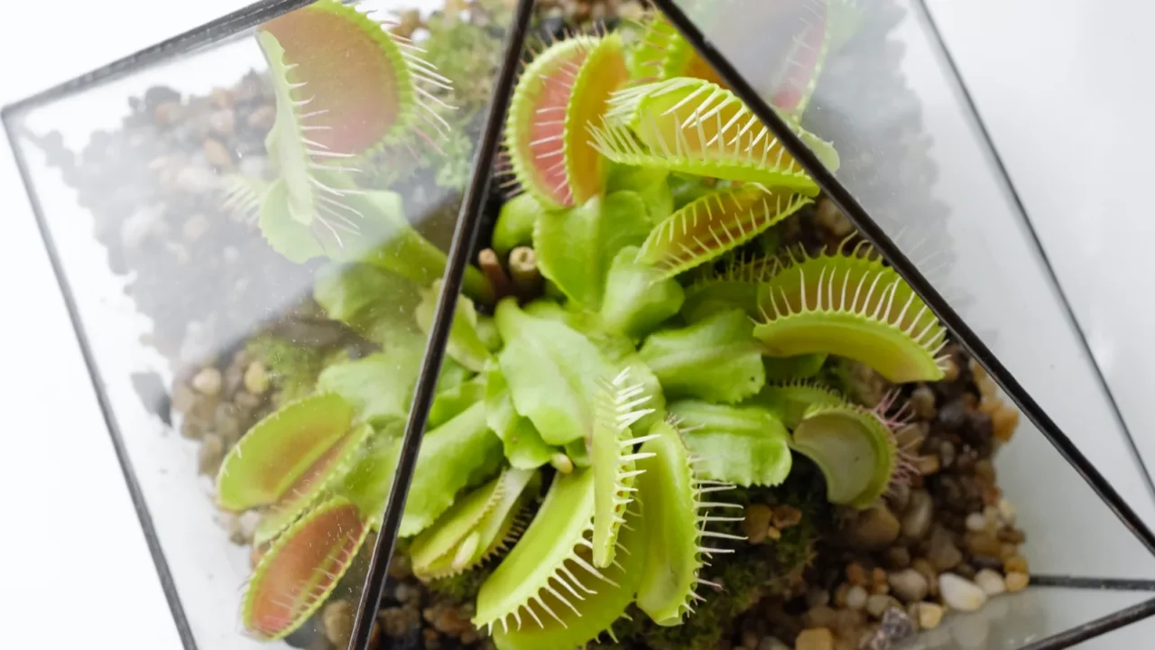 carnivorous venus fly traps dionaea muscipula  in geometric terrarium