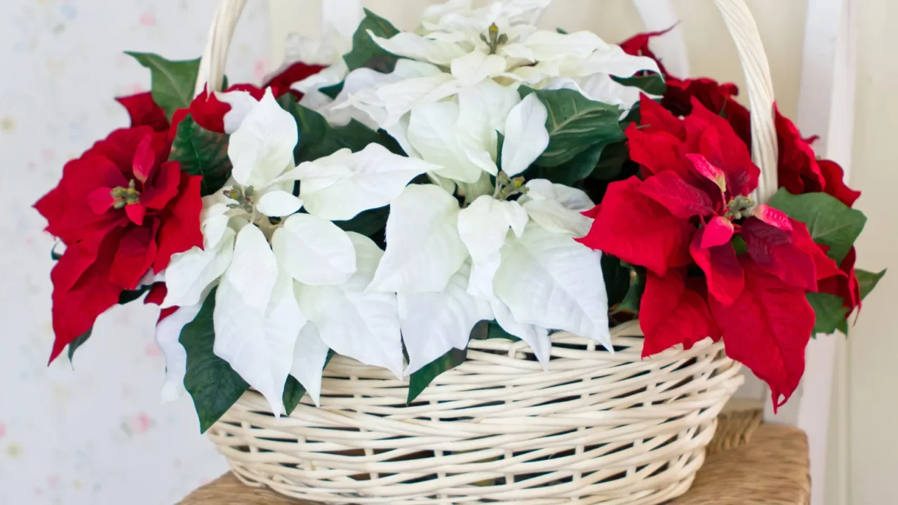 christmas flowers with basket on the chair