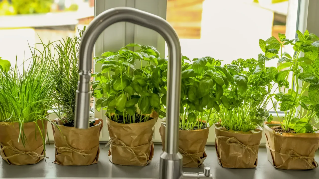 A variety of aromatic potted herbs on window sill near kitchen sink.