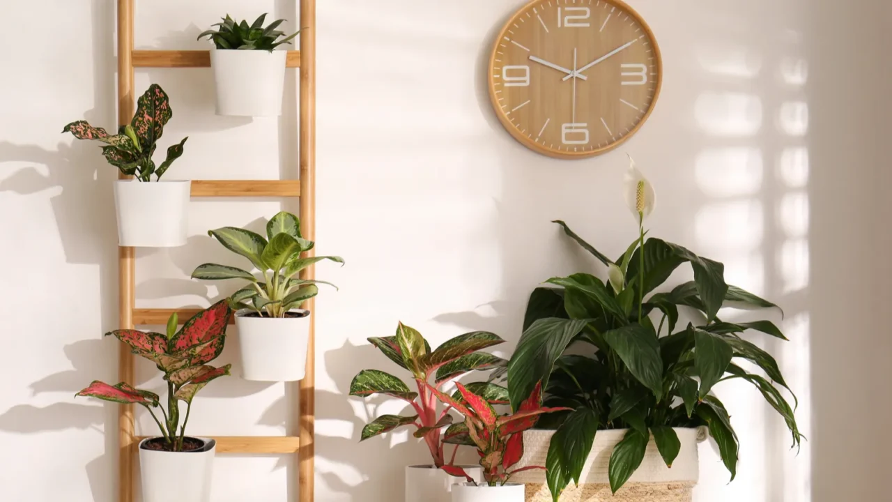 Plants in pots of different sizes, wall clock, and a decorative ladder in front of a white wall.