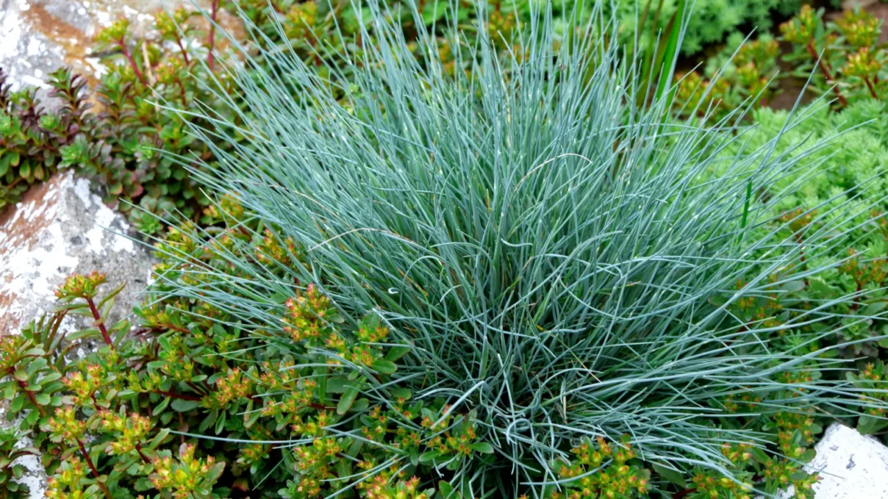 festuca glauca blue fescue grass grows among sedums and perennials