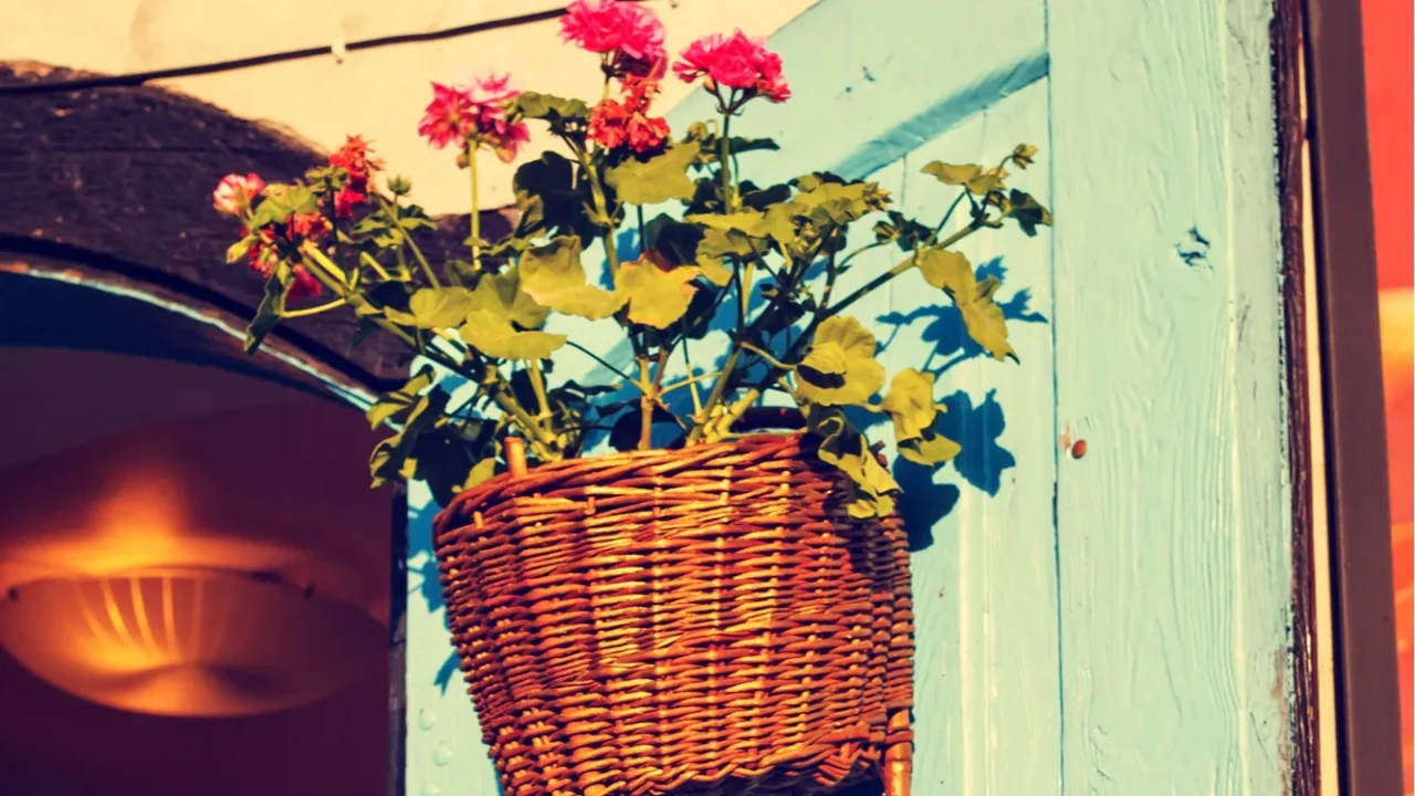 flower pot on a blue wooden wall