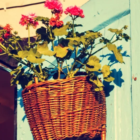 Easy Plant Displays Using Over-the-Door Hangers