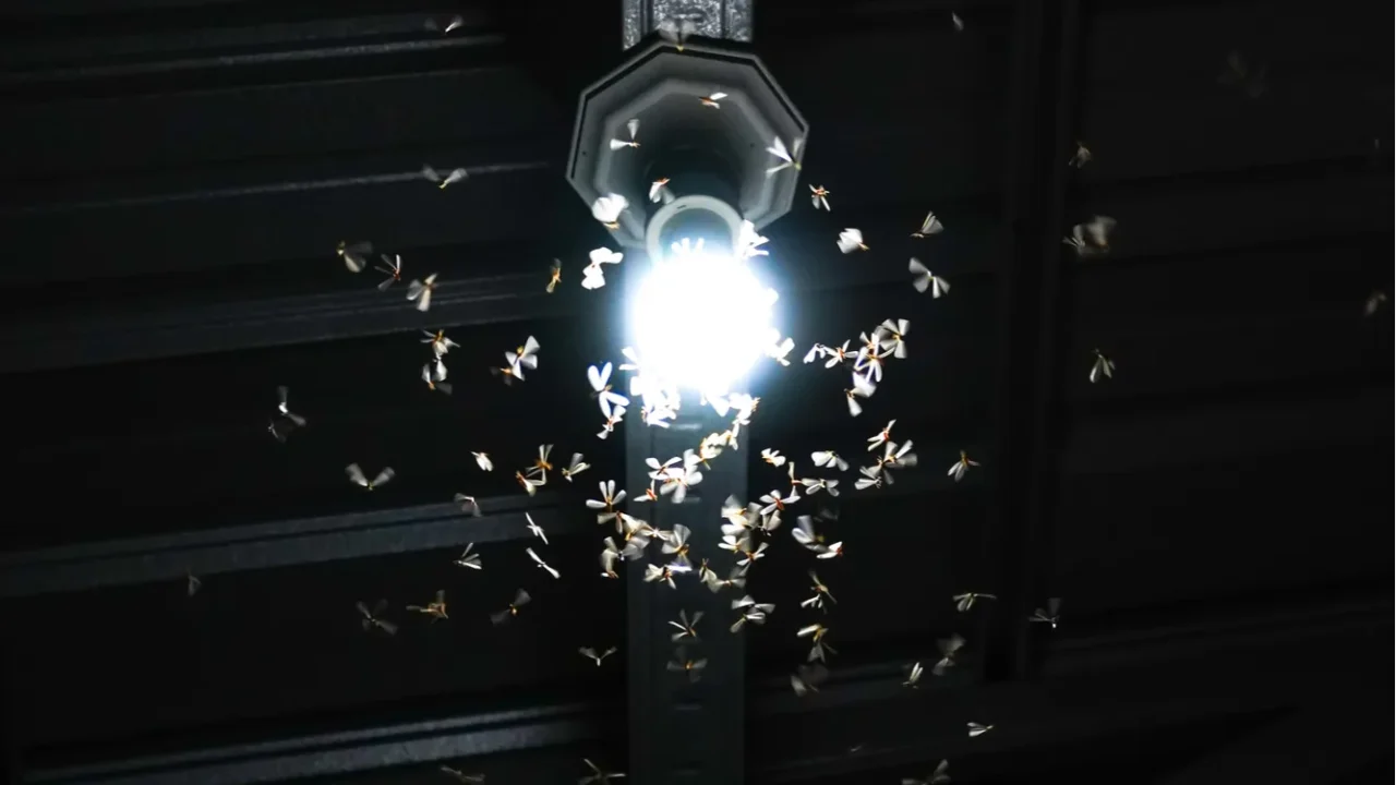 flying termites insect gather near light bulbs at night