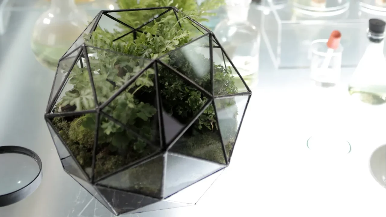 geometric glass terrarium of fern