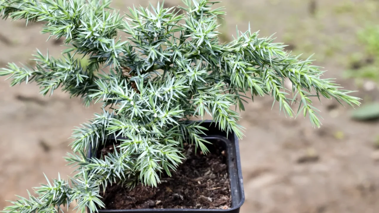 juniperus squamata hunnetorp flaky juniper or himalayan juniper