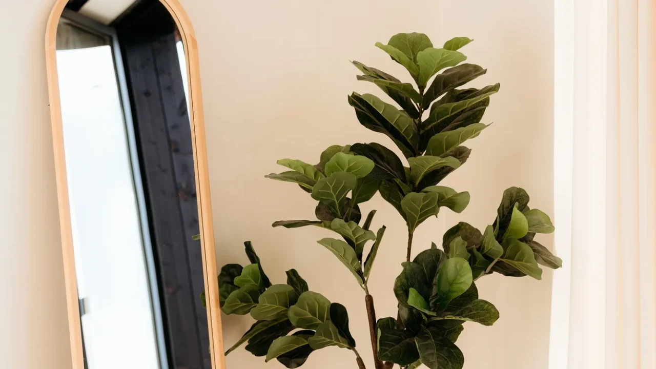 large fiddle leaf fig plant is bringing life to this