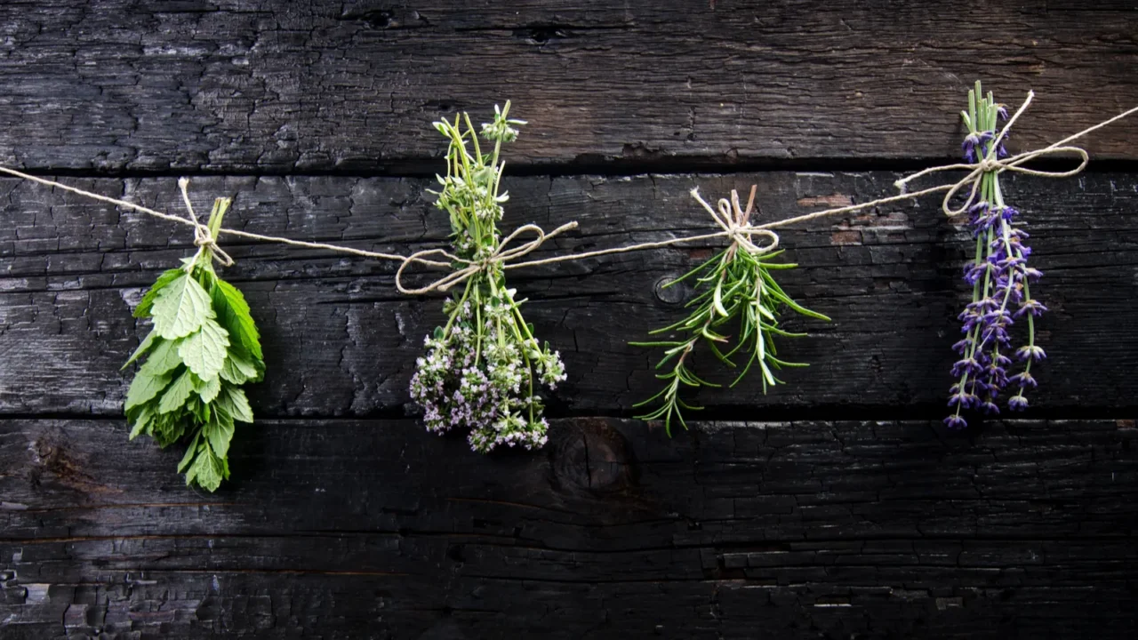 lavender flowers rosemary mint thyme melissa with old scissors on