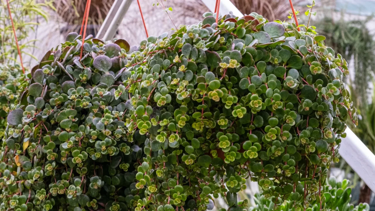 lush hanging basket filled with trailing green succulent plants showcasing