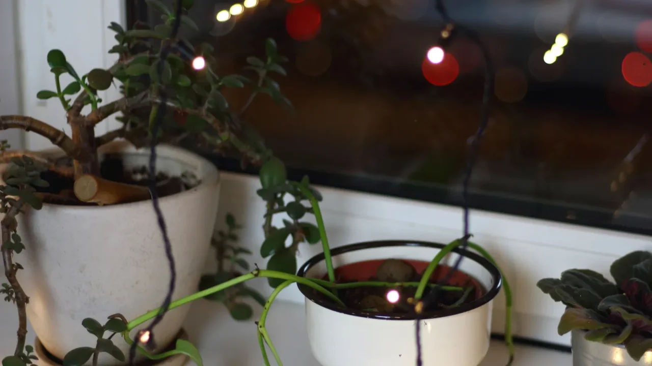 pots with flowers on the windowsill in the interior with