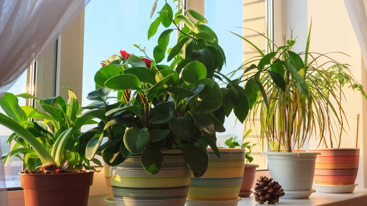 potted green plants on window