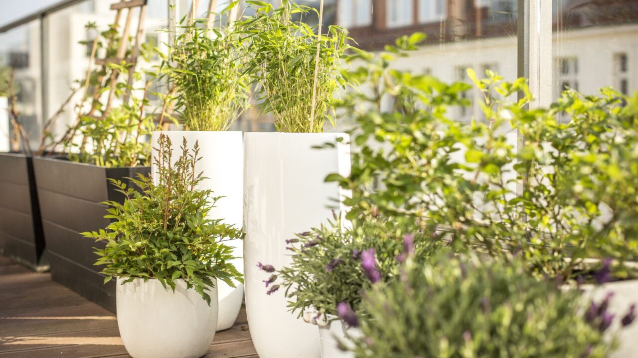 White and black potted plants of different sizes in Spring.