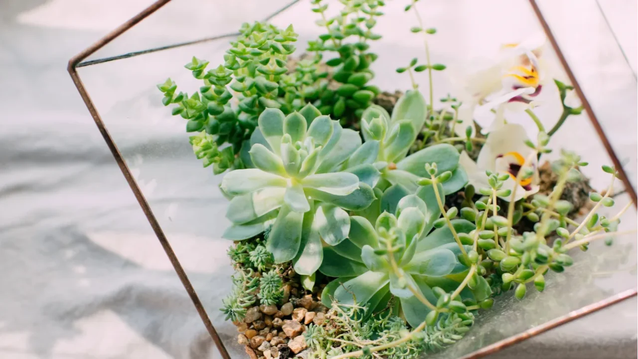 the compositions of succulents in the aquarium