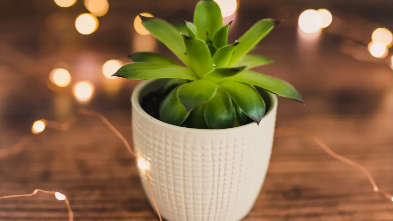 tiny white pot with green succulent plant on dark wooden