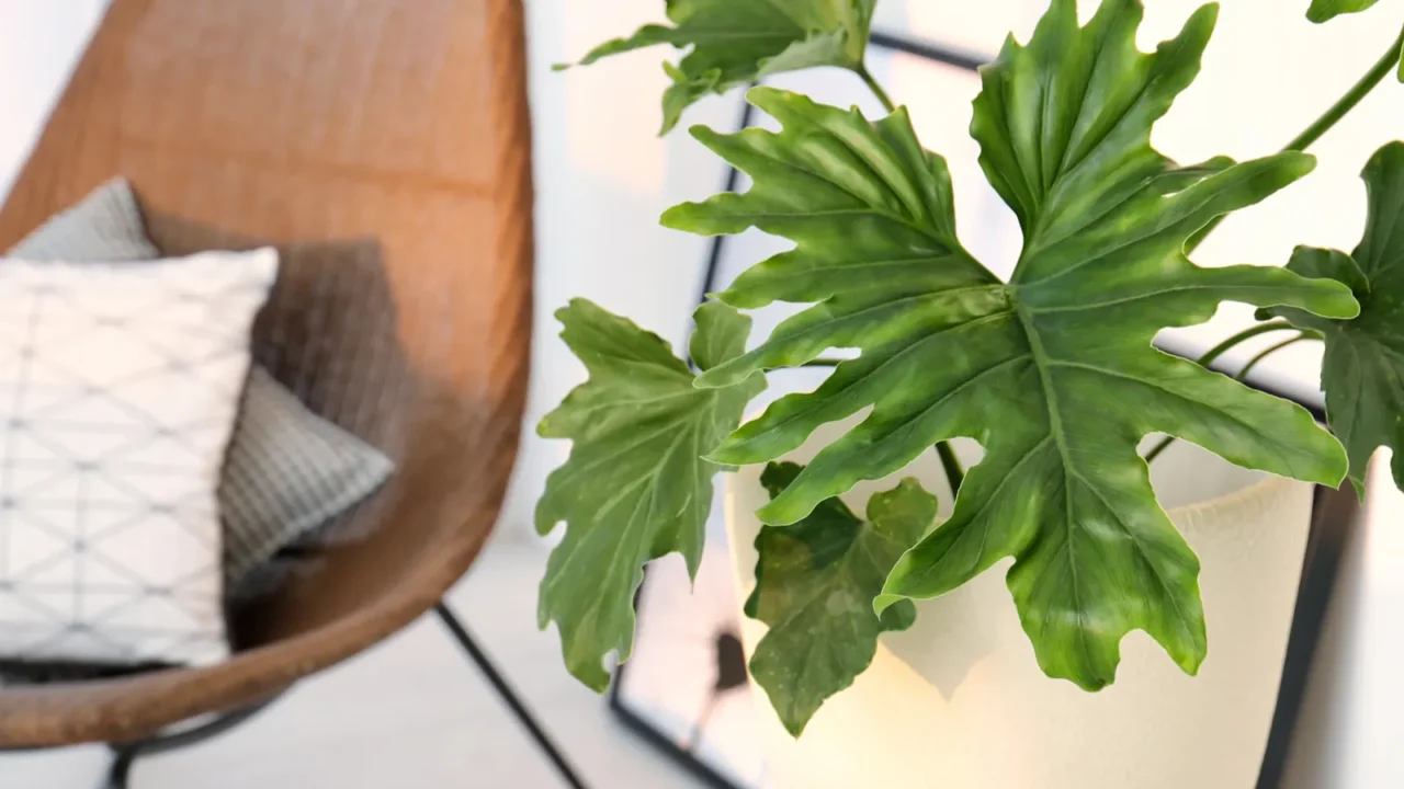 tropical plant with big leaves on table in stylish room