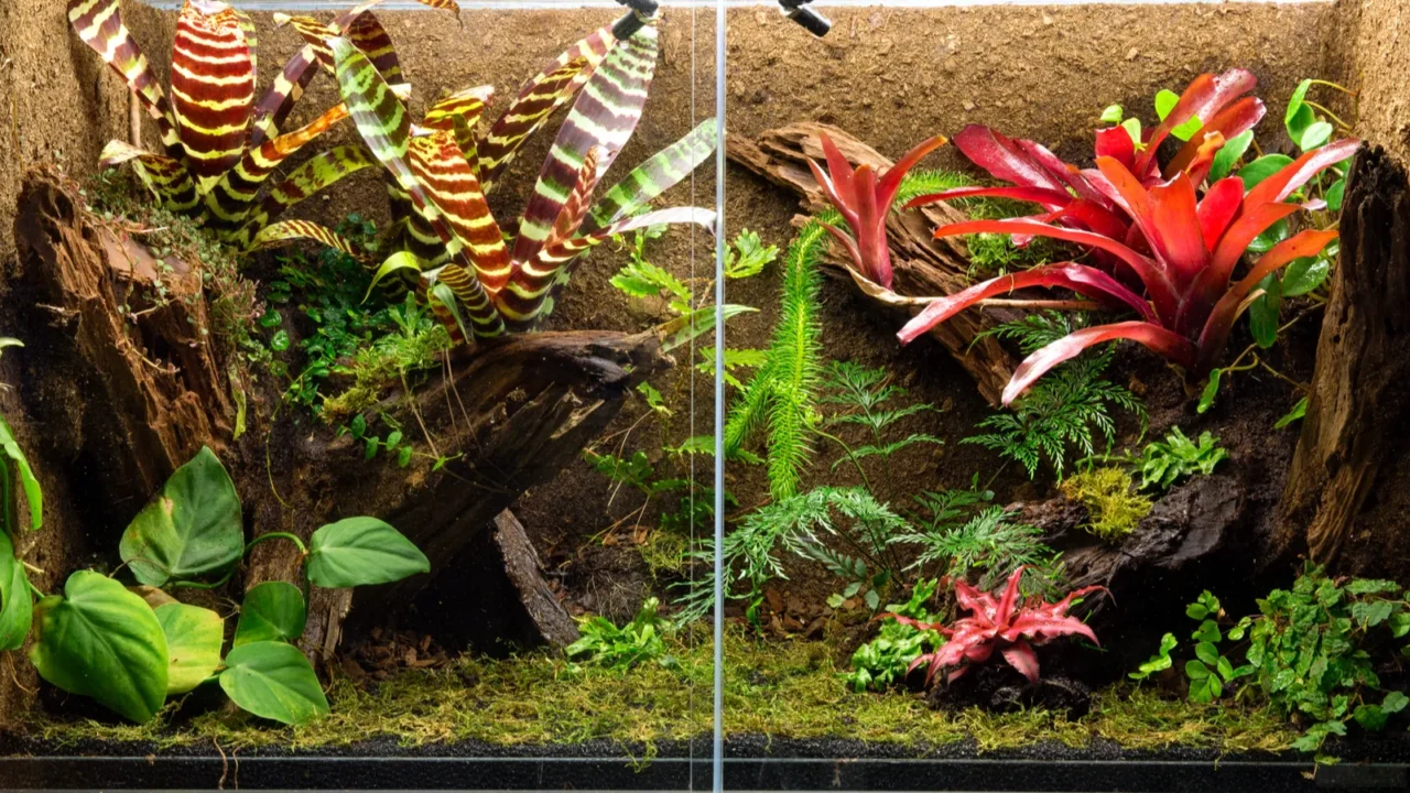 tropical rain forest terrarium pet tank vivarium for exotic frogs