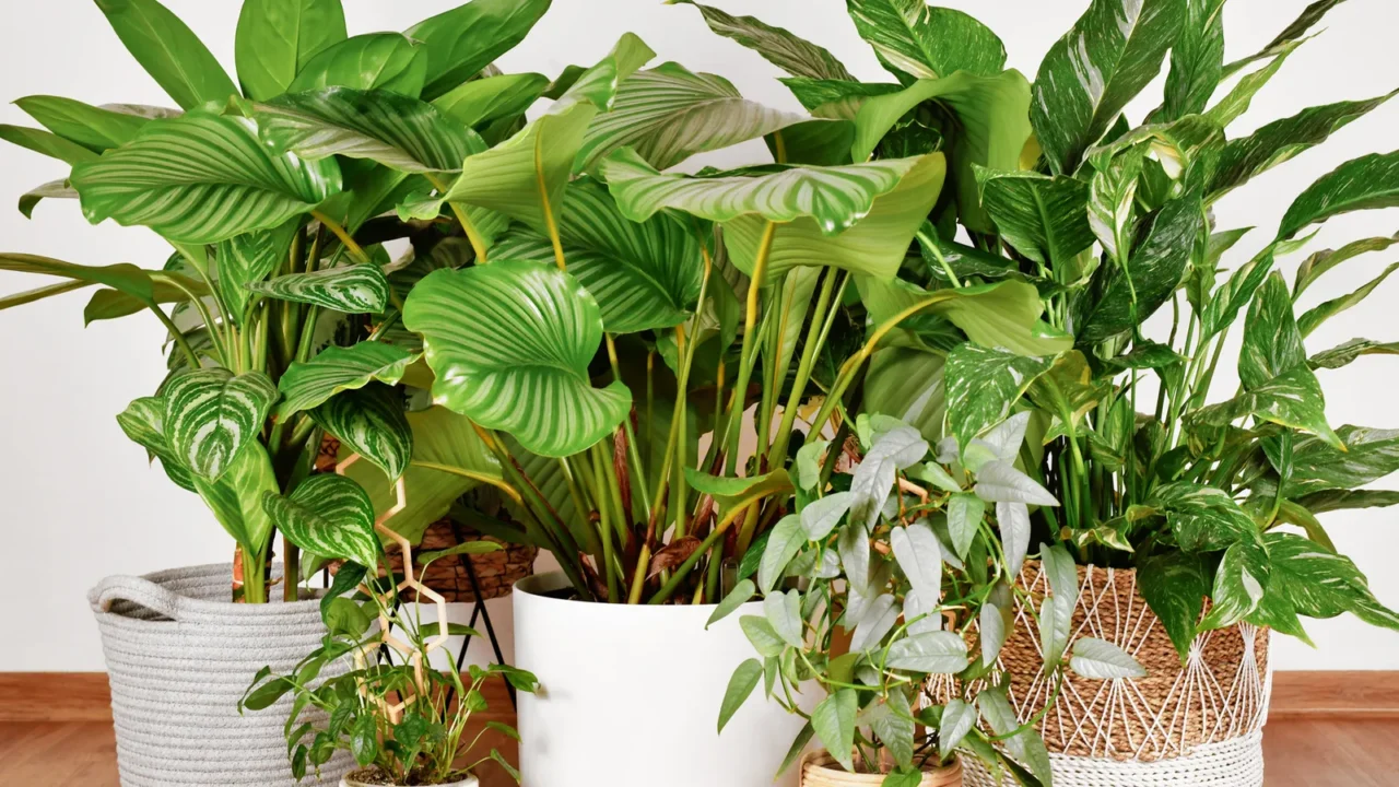 Urban jungle with different tropical large houseplants in flower pots