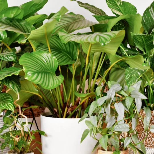 Easy Indoor Faux Gardens That Require No Care