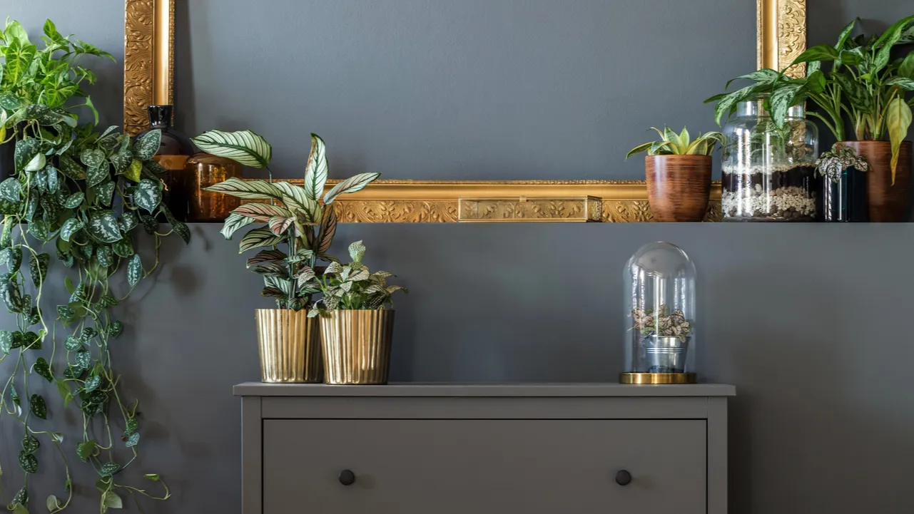 Various golden and different designs of potted plants and a luxurious golden empty frame hanging on the wall. A grey console and grey wall.