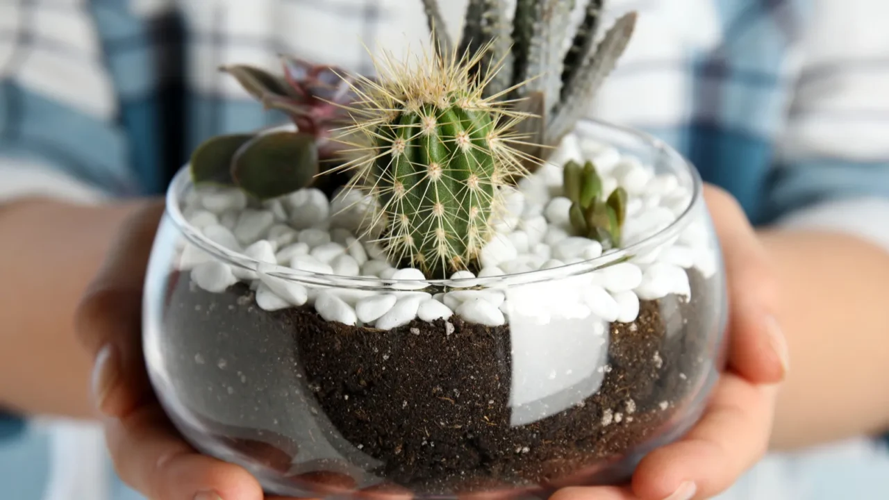 young woman holding florarium with different succulents closeup