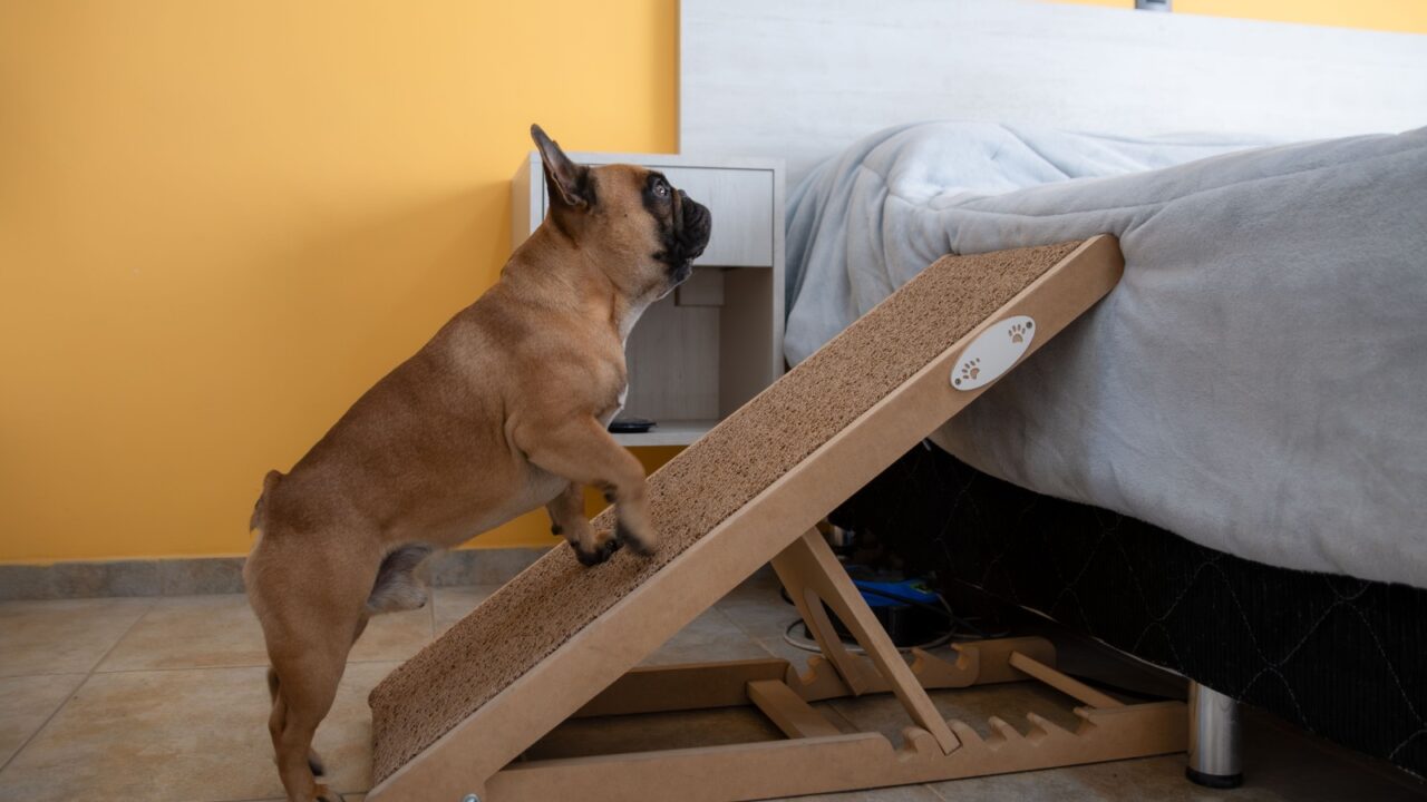 A French bulldog climbing the ramp to the bed.