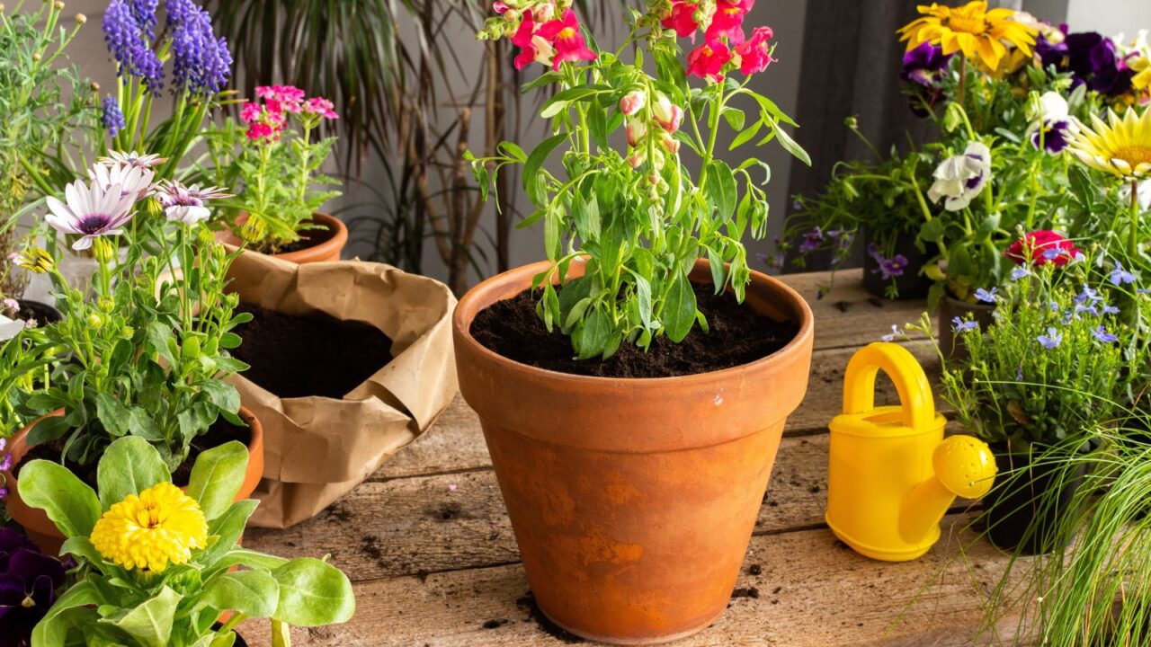 Potted flowers in terracotta planters on a wooden table.