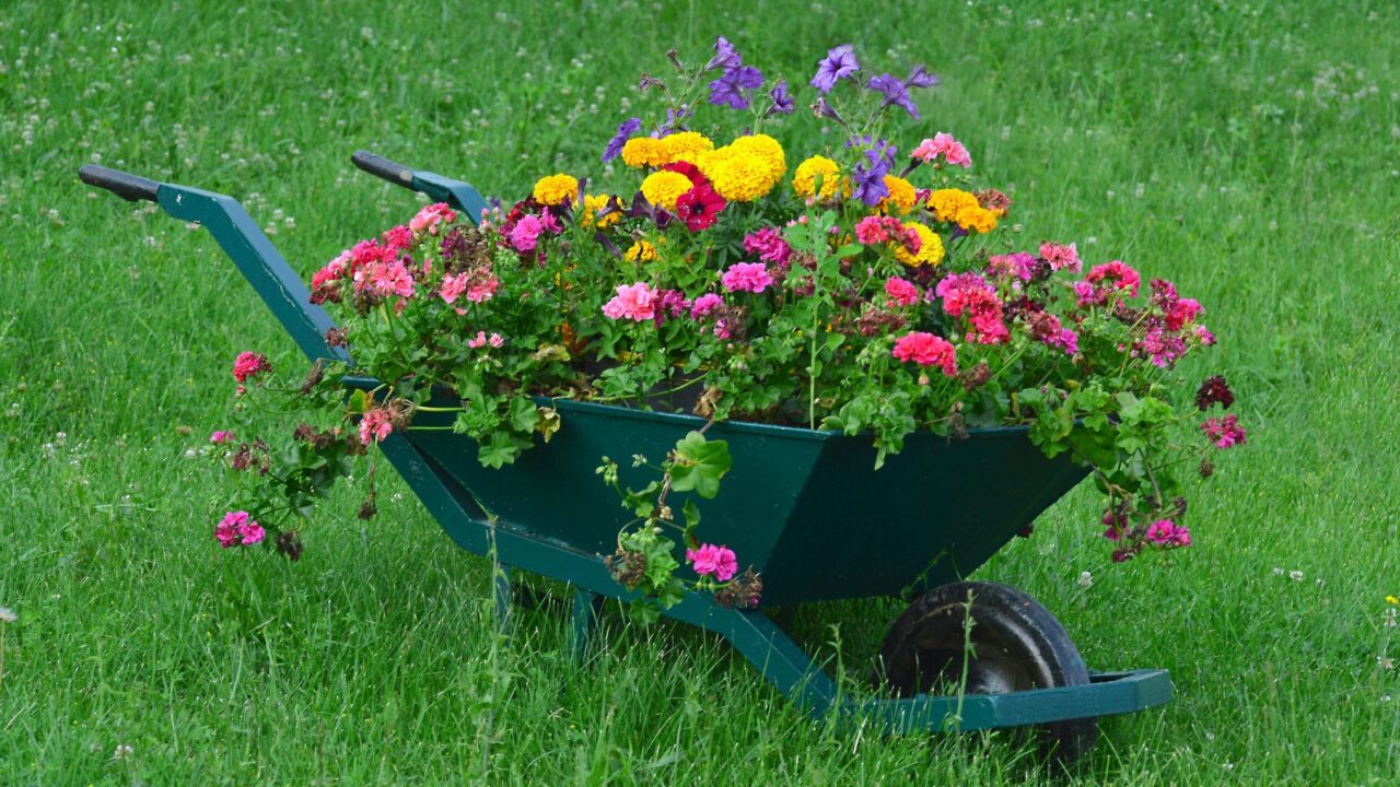 A wheelbarrow planter with vibrant colorful flowers on the grass.