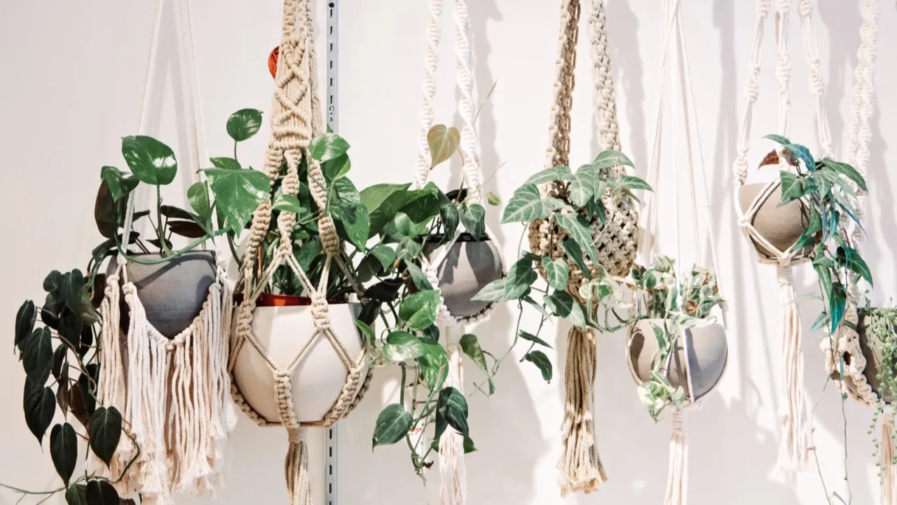 Small potted plants in woven hanging planters.