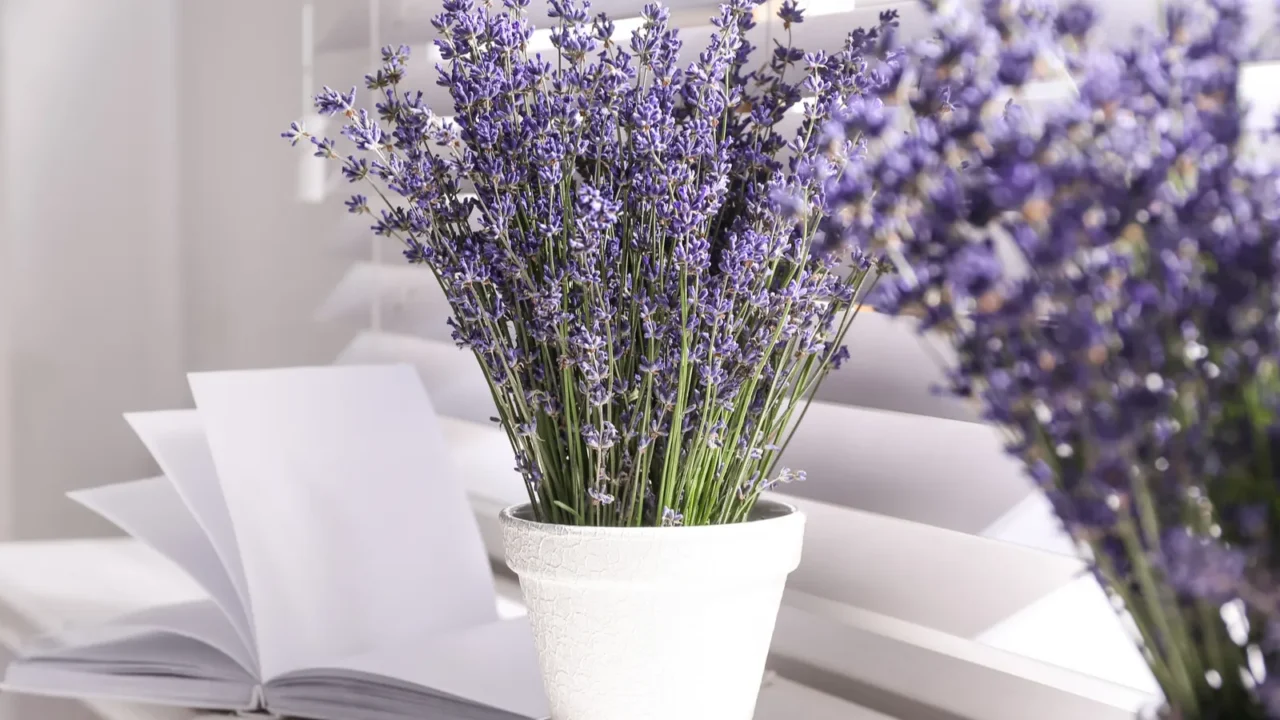 Beautiful lavender flowers and book on a window sill.