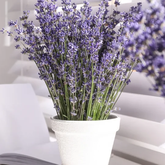 Best Plants to Brighten Up Your Home This Spring