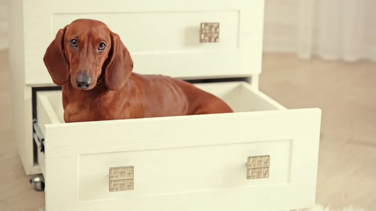 dachshund dog sitting in chest of drawers in living room