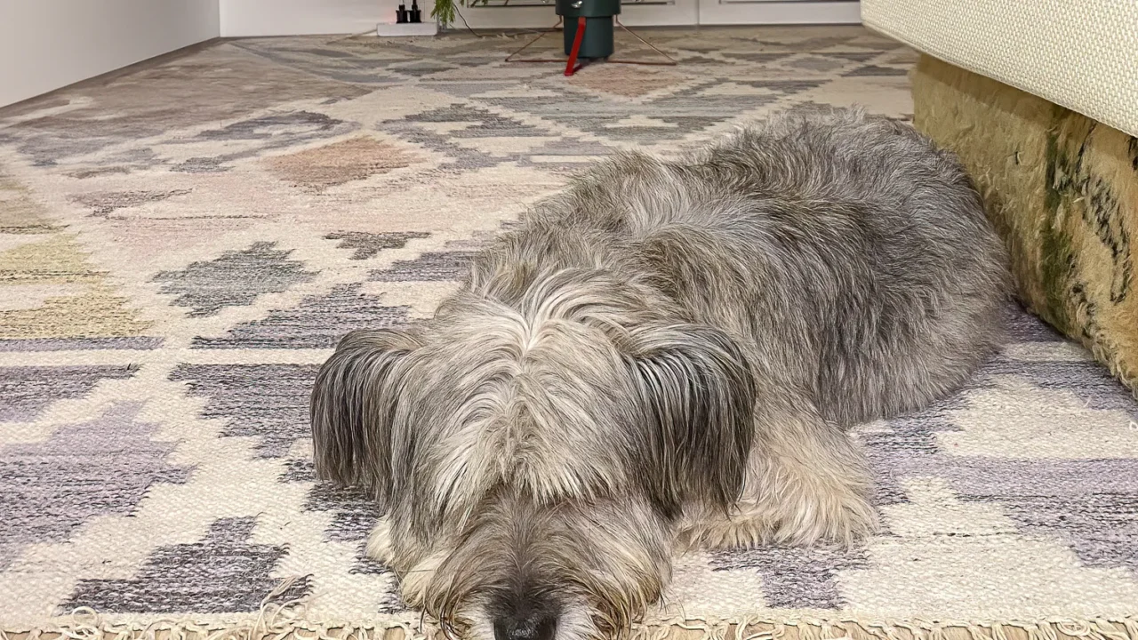 dog resting near christmas tree in cozy living room holiday