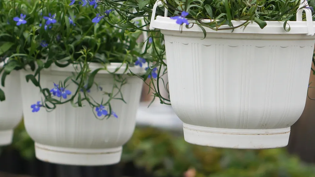 lobelia flowers in hanging planters