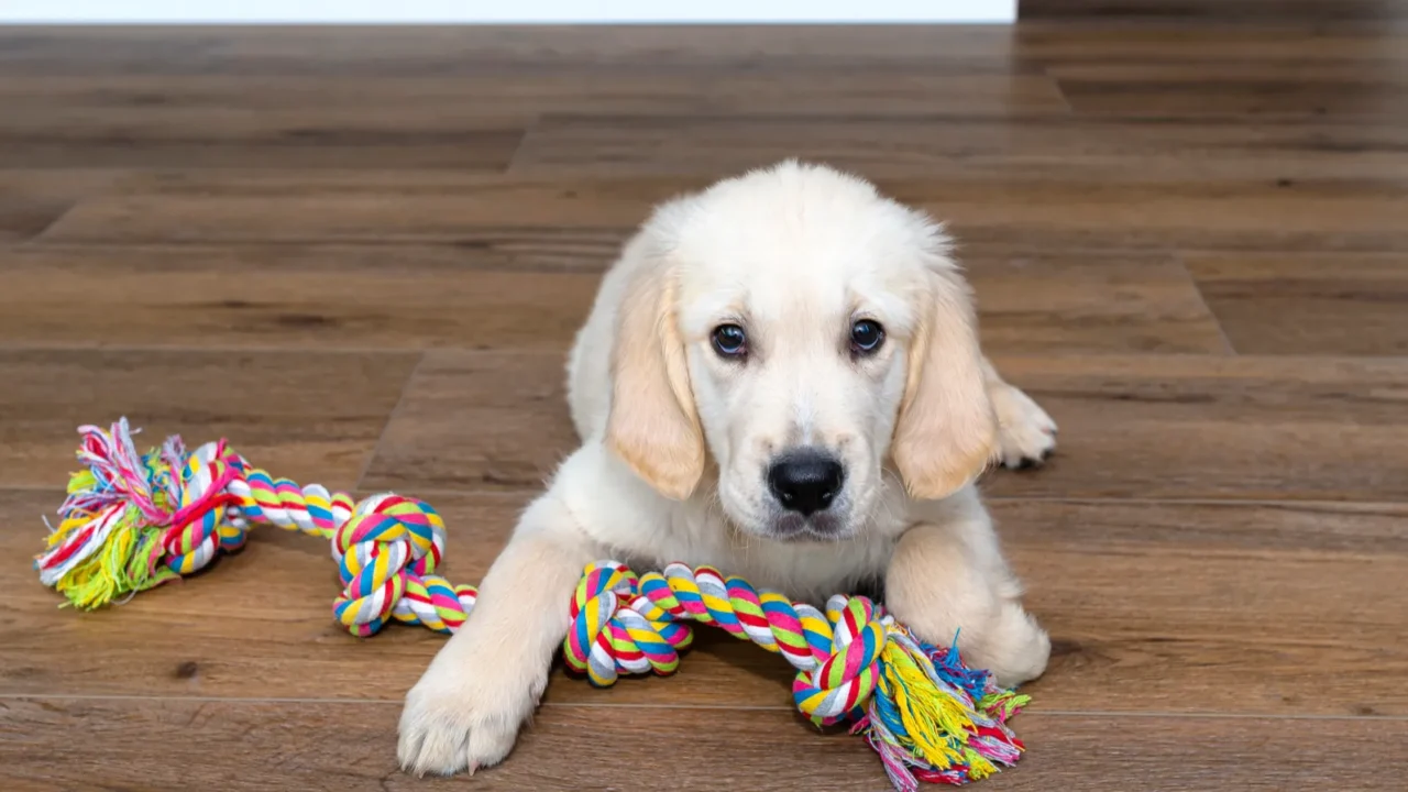 male golden retriever puppy playing with a rope on modern