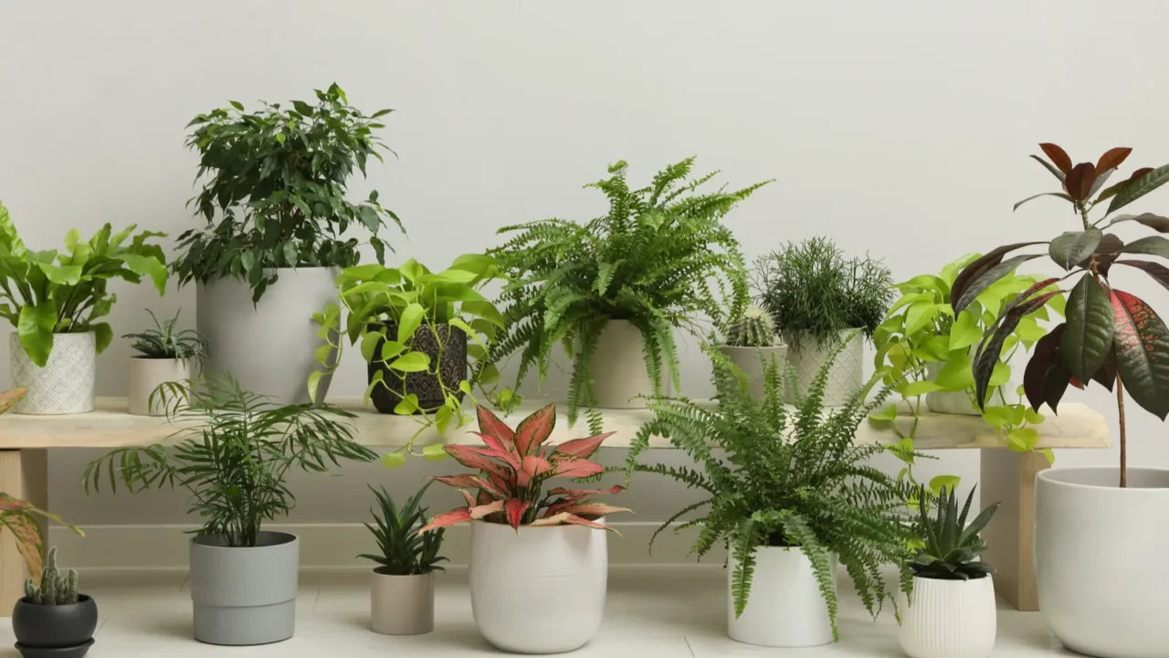 many different houseplants near white wall in room