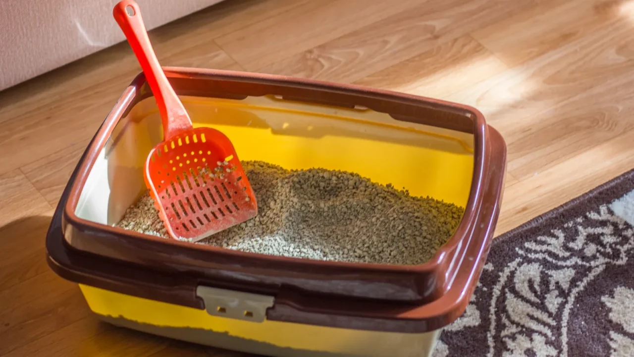 plastic scoop in a cat litter box standing on a