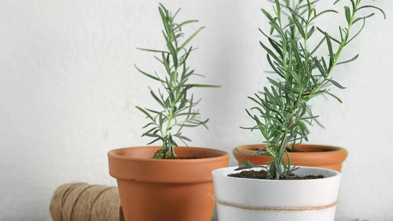 Potted rosemary plants indoors against a plain wall.
