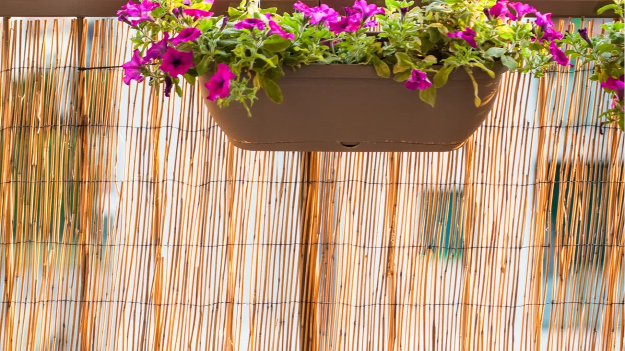 summer balcony gardening at sunset lighting beautiful colourful purple magenta