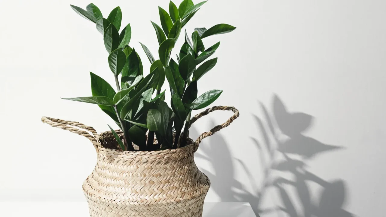 Houseplant in a wicker pot in front of a white wall.