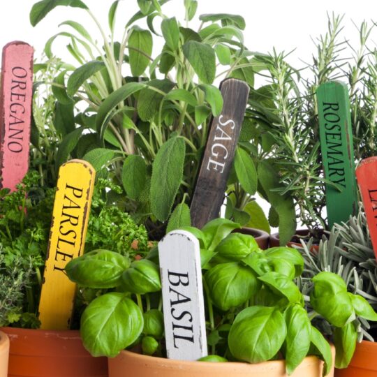Perennial Herbs You Can Grow and Harvest All Year Long